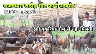 अच्छी बकरी तौल से नहीं बिकती | visit rajasthan rathore goat farm Ajmer | khassi bakre | pkraj vlogs