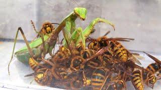 大量のスズメバチの中に腹ペコのカマキリを投入