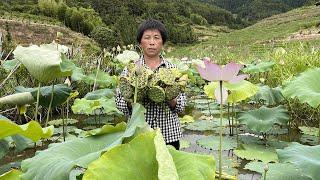 阿嬷采一篮莲蓬，做莲子冬瓜盅和枣生贵子糕，清热降火软糯香甜丨lotus seeds【闽湖阿嬤FujianGrandma】