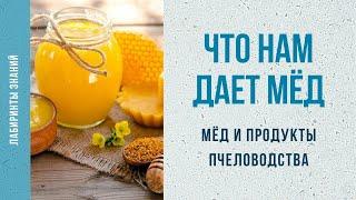 Мёд и продукты пчеловодства - Лабиринты Знаний