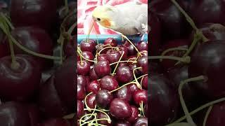 Cockatiel Eating Cherry and Fighting the Owner