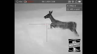 Doe Charging The Caller Coyote Hunting #foxpro #coyotecalling