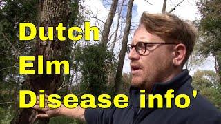 Dutch Elm Disease & Elm Bark Beetle - Tree pests and diseases: