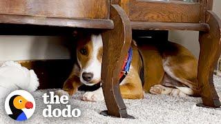 Couple Adopts A Puppy — And She's Scared Of Them | The Dodo