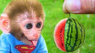 Bebé Mono Bon Bon Nada con un Patito Lindo y Prepara Jugo de Frutas - MONO BONBON ESP