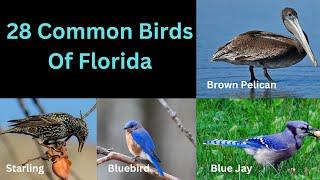 28 Common Birds Of Florida