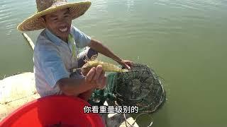 大坝里的大角虾很大只了，小池下网笼条条爆网，抓一箩筐上来卖