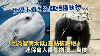 世界上蠢到瀕臨絕種動物...「因為智商太低」差點被滅絕！連保育人員都崩潰...真傻！