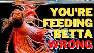 Feeding Betta Fish Pellets The Right Way