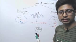 Difference between Prokaryotic and Eukaryotic Gene Expression