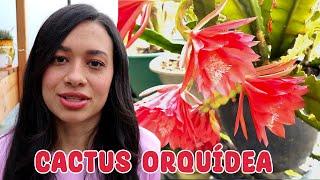 Cómo lograr que el CACTUS ORQUÍDEA florezca con sólo 1 PASO │Candy Bu