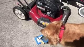 HOW TO FIX a MURRAY LAWNMOWER that WILL NOT START or RUNS POOR after it was TIPPED OVER