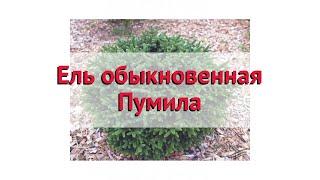 Ель обыкновенная Пумила  Обзор: посадка и уход. саженцы ели Пумила: описание и особенности