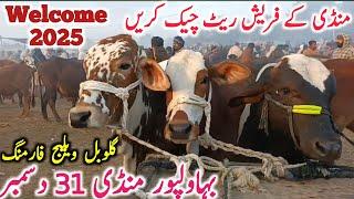 Bahawalpur Cow Mandi Today Fresh Video Bachre Bachrian Cholistani || Global Village Farming