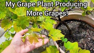 Growing Grape Vines In Pots
