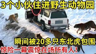 3个小伙住进野生动物园!瞬间被20多只东北虎包围?惊险一幕震惊在场所有人【奇闻故事】