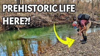 300,000,000 Year Old Life Found in Alabama Roadcuts and Creeks! Fossils and Crystals Discovered!