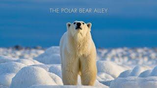 The Polar Bear Alley