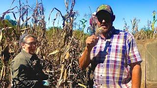 Corn picking in Tennessee! (**DAMAGED GOODS!