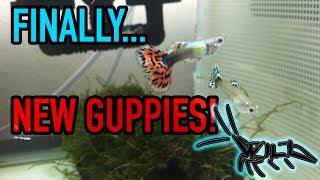 FISH FROM GUPPY TRAIN! || Four New Guppy Strains In The Fish Room! || Divided Guppy Tank