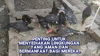 Kandang Ayam Pembesaran