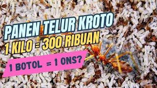 PANEN KROTO MUSIM HUJAN 5 BOTOL = 300 RIBU  50 BOTOL ???