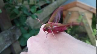 Newly-emerged elephant hawk moth