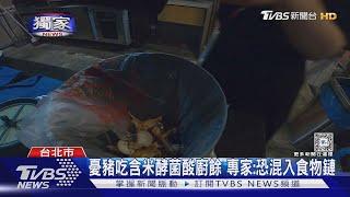 憂豬吃含米酵菌酸廚餘 專家:恐混入食物鏈｜TVBS新聞 @TVBSNEWS02