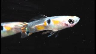 Breeding Project:  Small Livebearers