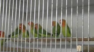 Lilianae (Nyasa Lovebird)