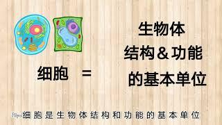 细胞的结构 Cell Structure｜2分钟打好基础    轻松了解细胞结构