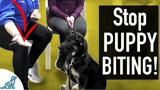 4 SIMPLE Exercises That You Can Do To STOP Puppy Biting