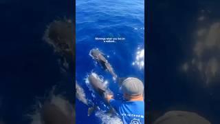 Dolphins Chase Our Sailboat In The Most Unbelievable Morning Ever!️ #sailing #dolphins