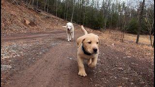 Getting a lab puppy