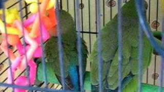 Pico the Quaker Parrot and Lovebird- A little bit of everything