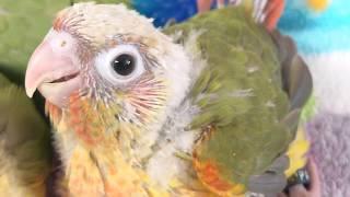 4 week old Baby Pineapple Green Cheek Conures -- Rainbow Parrots Aviary