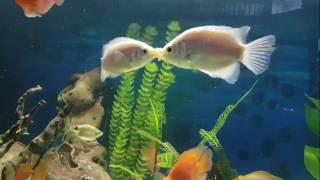 Kissing gourami breeding or fighting behaviour?