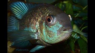 Electric Blue Acara: Overview