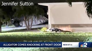 Not a burglar, just a gator: Cape Coral resident's nighttime surprise