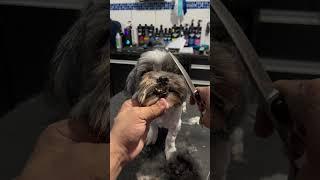 Você tem dificuldade em fazer rostinhos?  #dog #groomer #grooming