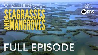 Seagrasses and Mangroves - Full Episode