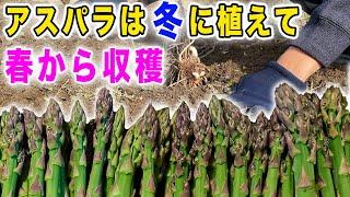 冬はアスパラガス植え時です　ホームセンターの大株苗を植えます【土作り〜植付け】