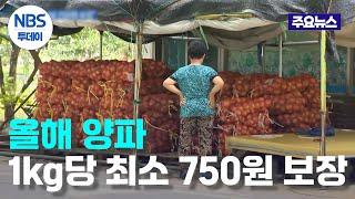 올해 풍작 예상되는 양파…“1kg당 최소 750원 보장”