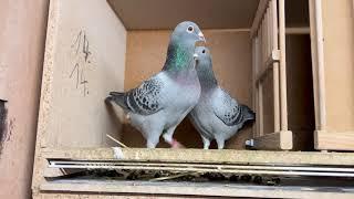 Brieftauben Anpaarung Winter 2021 / racing pigeons winter mating 2021