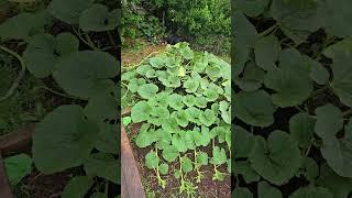 Giant Pumpkin Grow Update #WhittAcres #enjoynaturetoday #growingpumpkins #creatingparadise