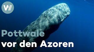 Walbeobachtungen vor den Azoren - Abtauchen in die geheimnisvolle Welt der Wale