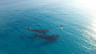 Paddle Boarding with Whales, Esperance Australia