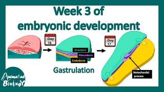 Week 3 of embryonic development | Gastrulation | Neural induction