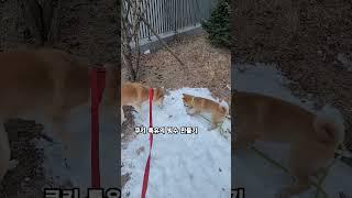 빙수 만들어 먹는 시바견 쿠키와호두 #시바견 #강아지 #시바이누 #쿠키와호두