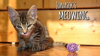 Kitten's sweetest meowing & talking